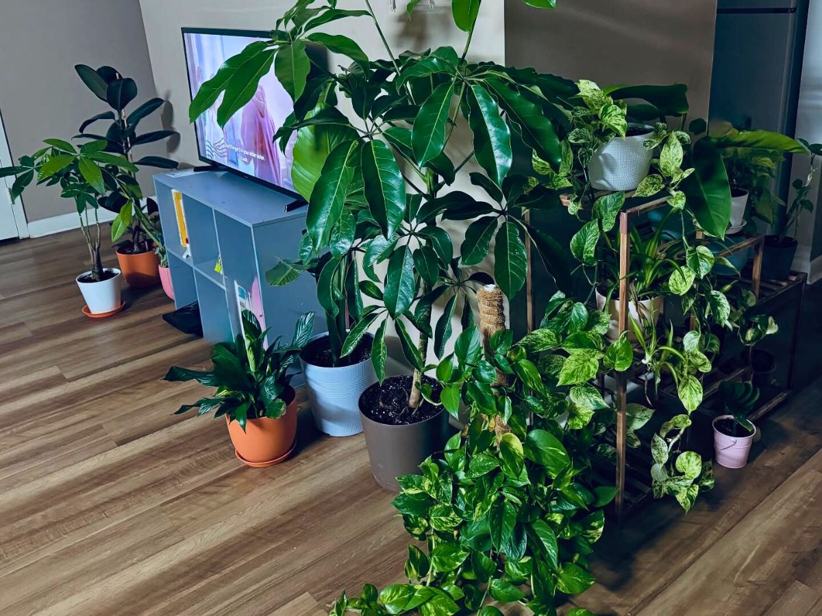 Green companions indoors Houseplants care