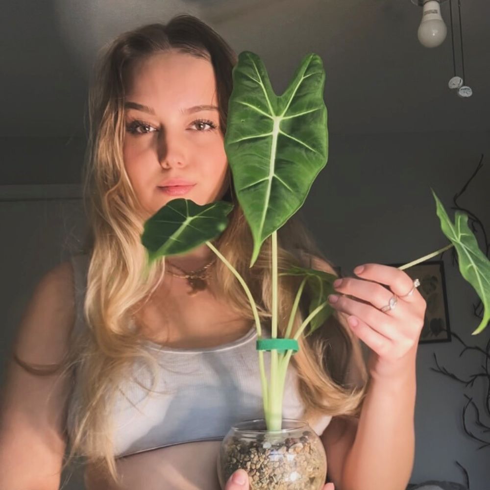 A young Alocasia plant Houseplant care