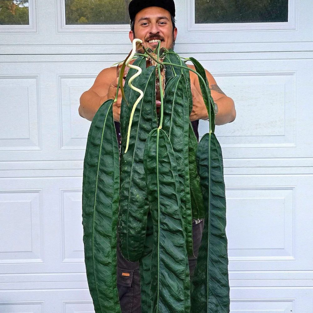 Anthurium wendlingeri plant 2 years old Houseplants care