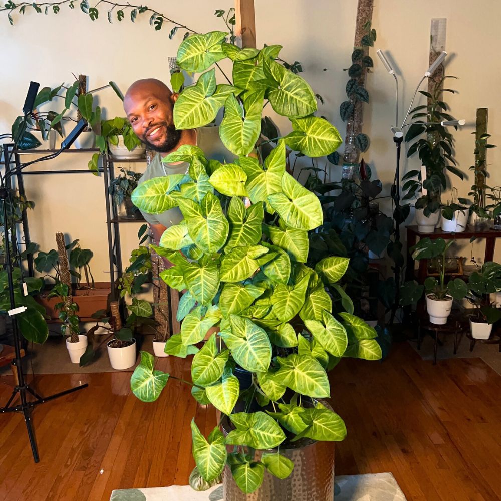 A White Buttefly Syngonium plant Houseplants care