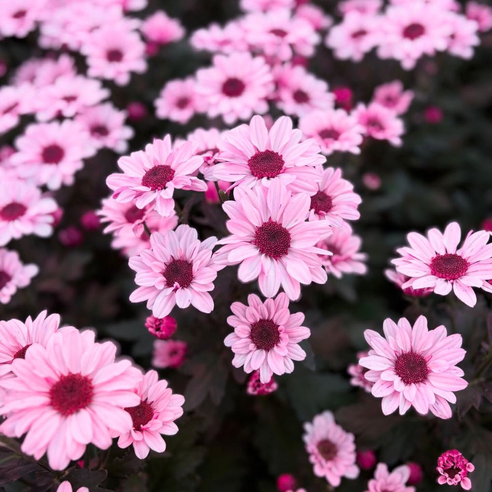 Chrysanthemum Stresa from the Deliflor Chrysanthemum Chrysanthemum flower meaning