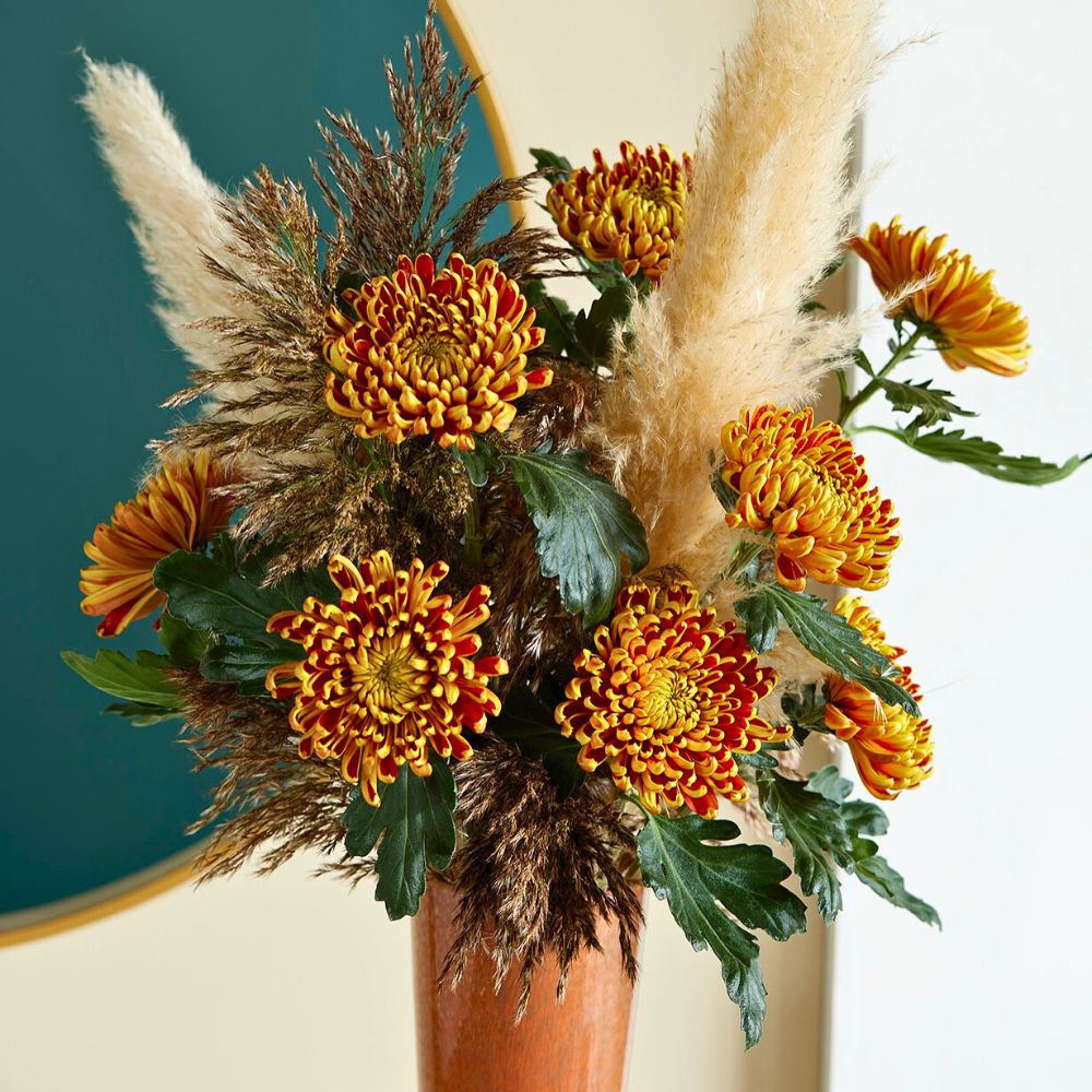 Chrysanthemum Fuego from the Deliflor Chrysanthemum Chrysanthemum flower meaning
