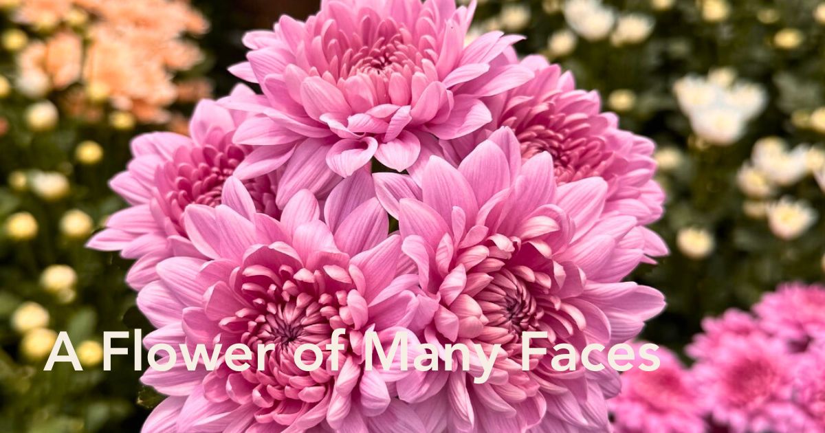 Chrysanthemum Flower Meaning and Symbolism