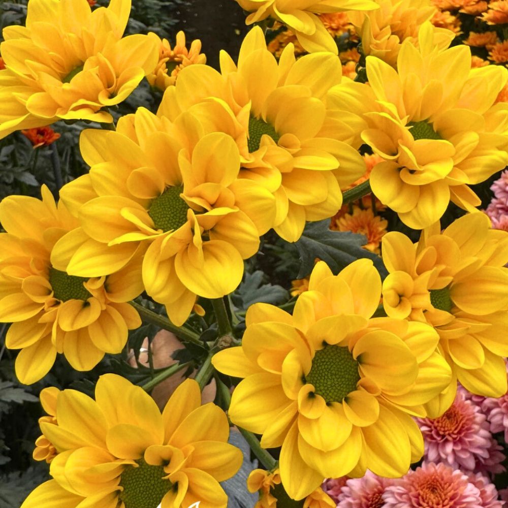 Chrysanthemum Yellowstone from the breeder Icon Selections Chrysanthemum flower meaning