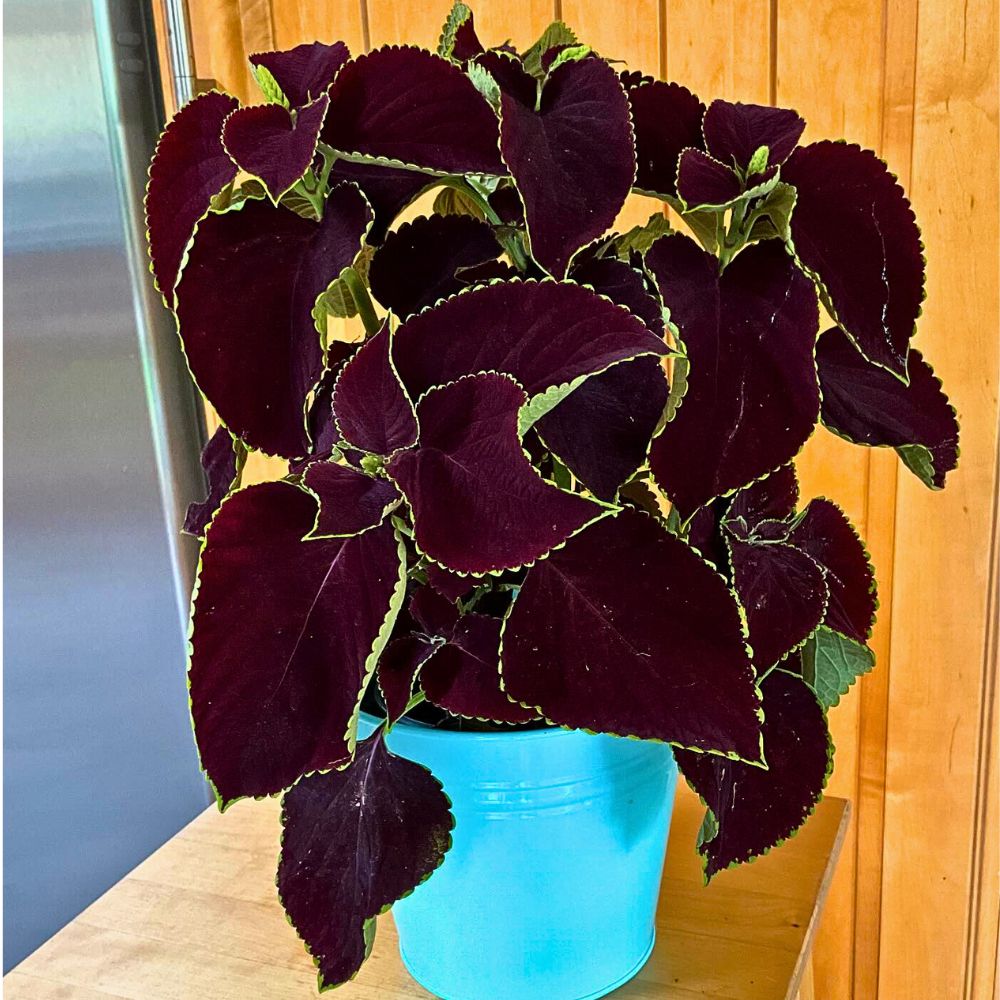 Coleus Aptly Captures the Very Essence of Crimson Nocturne
