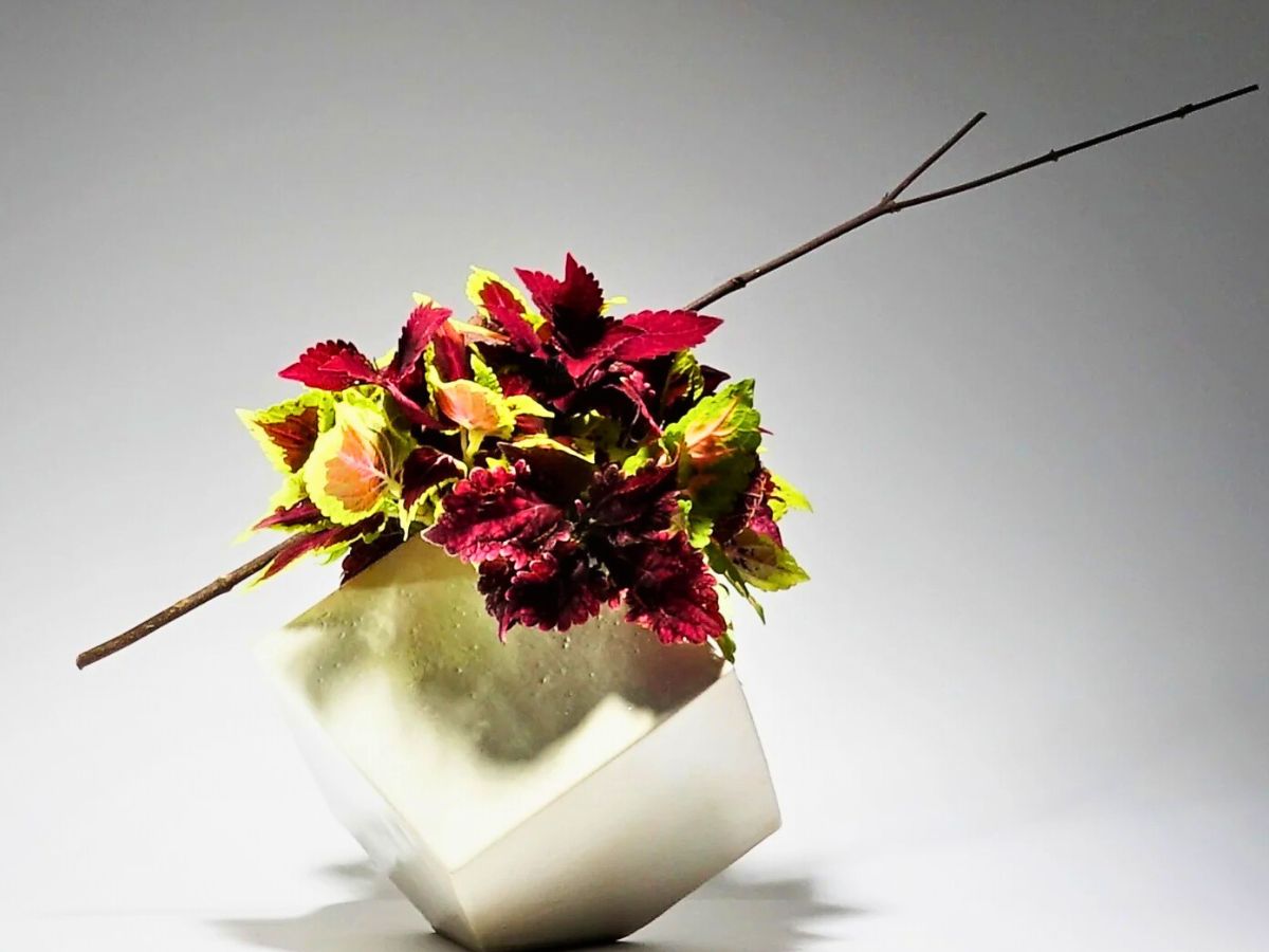 Coleus Aptly Captures the Very Essence of Crimson Nocturne