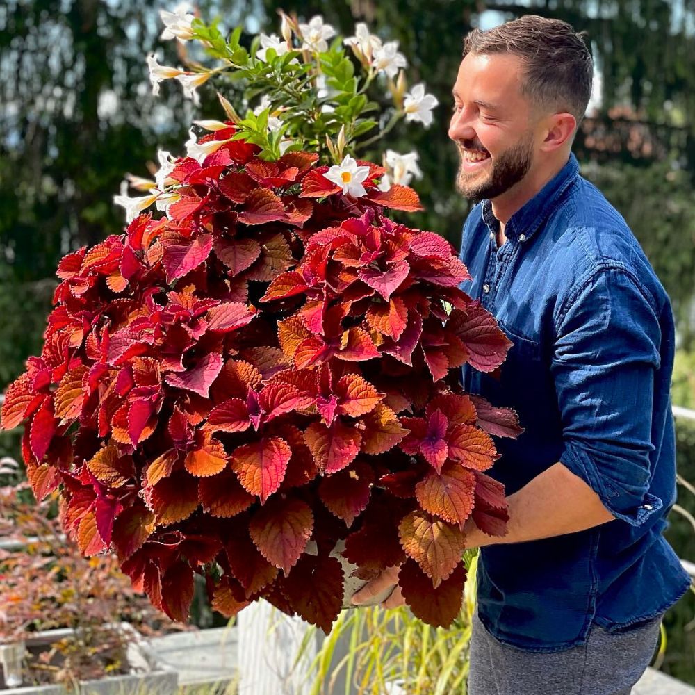 Coleus Aptly Captures the Very Essence of Crimson Nocturne