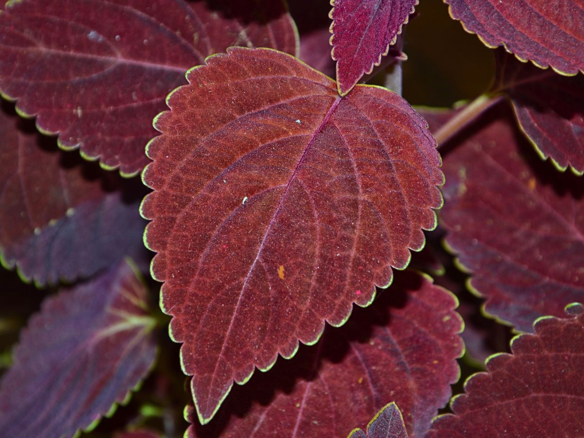 Deep Burgundy Leaves of the Coleus Matching the Thursd Floral Trend Color 2026
