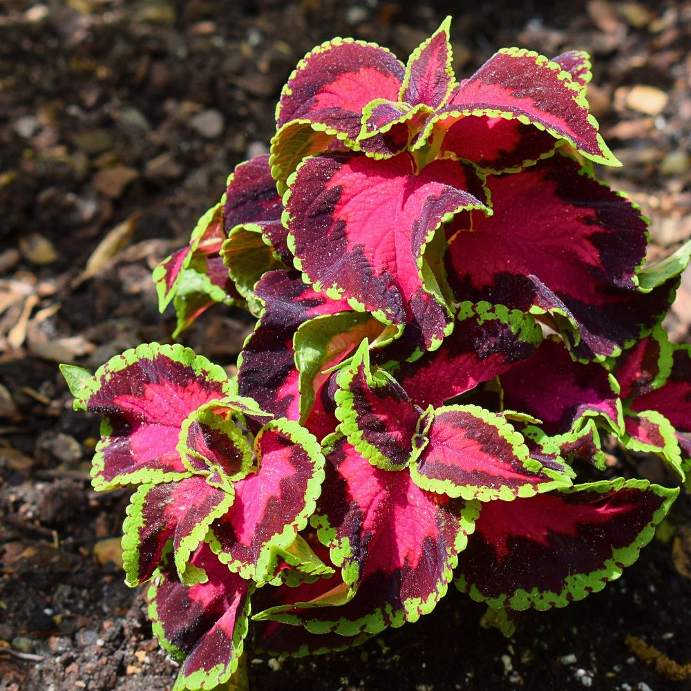 Coleus Aptly Captures the Very Essence of Crimson Nocturne