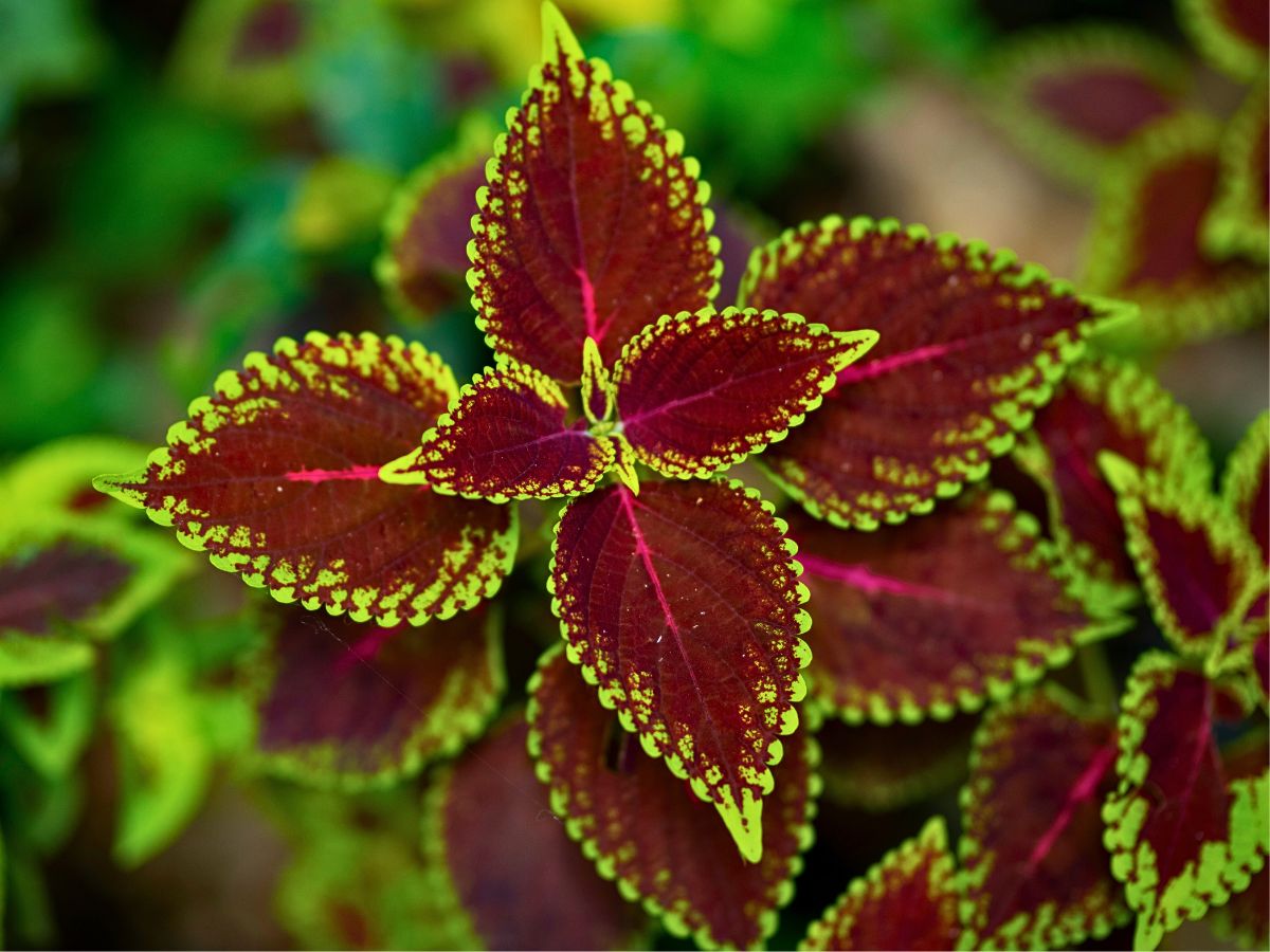 Coleus Aptly Captures the Very Essence of Crimson Nocturne