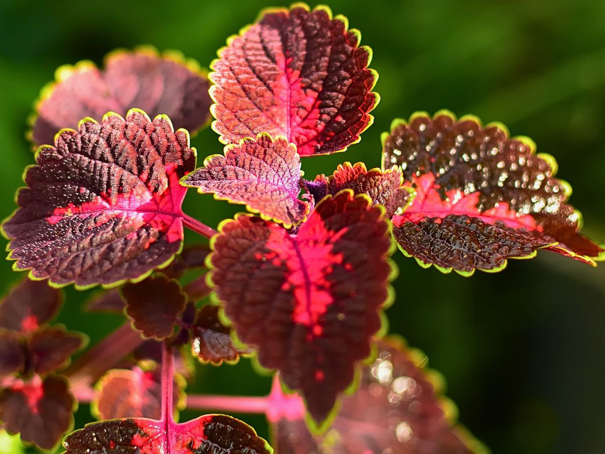 Coleus Aptly Captures the Very Essence of Crimson Nocturne - Thursd Floral Trend Color Article