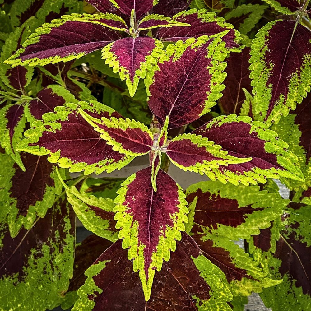 Coleus Aptly Captures the Very Essence of Crimson Nocturne