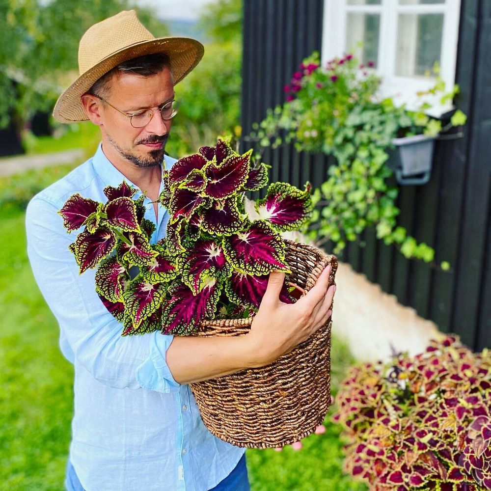 Coleus Aptly Captures the Very Essence of Crimson Nocturne