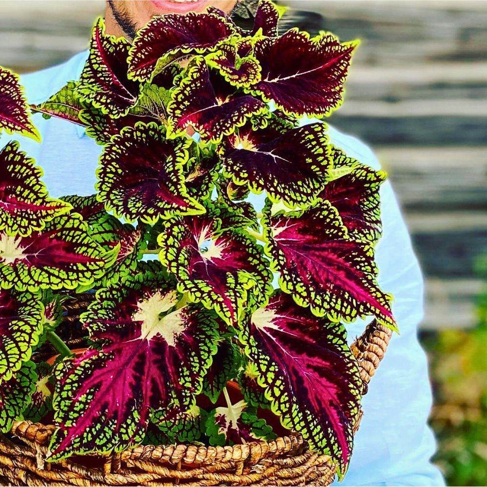 Coleus Aptly Captures the Very Essence of Crimson Nocturne
