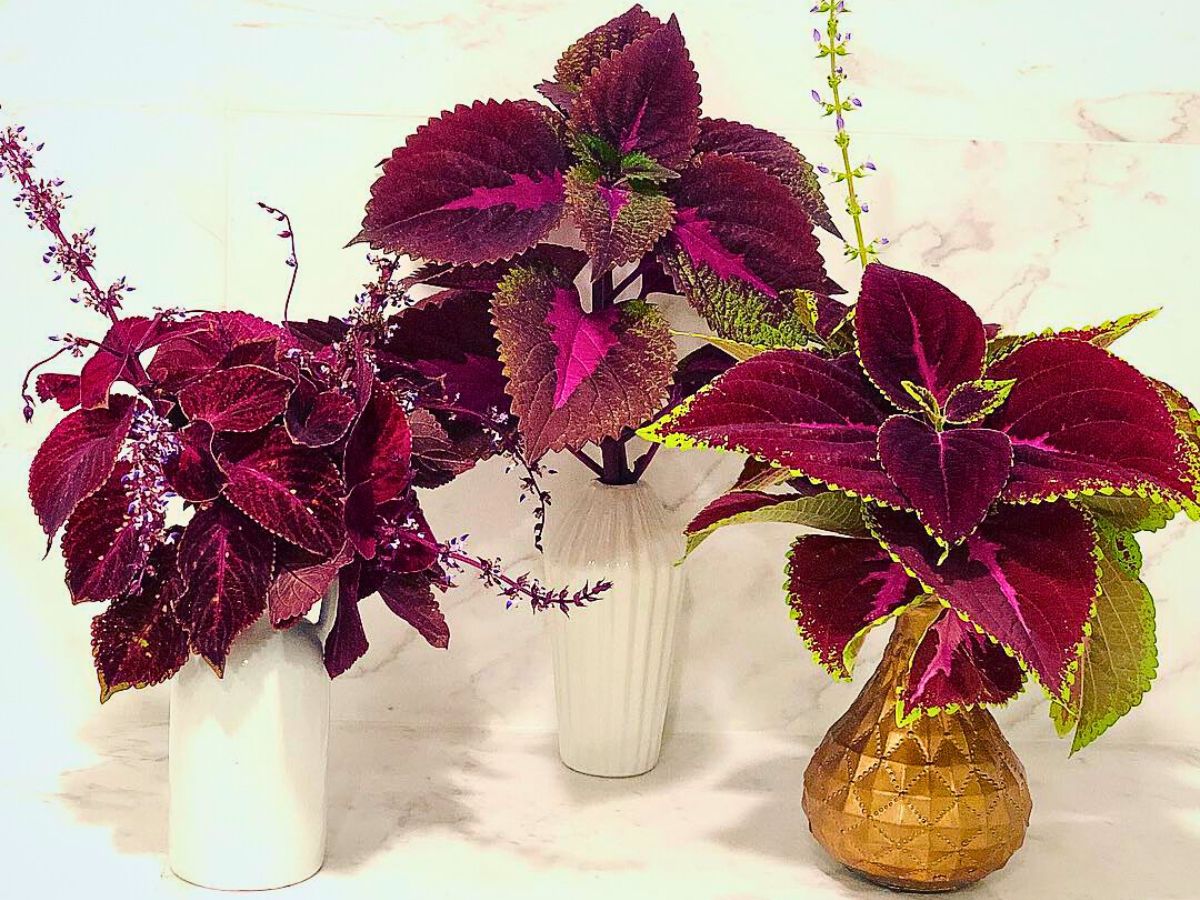 Coleus Aptly Captures the Very Essence of Crimson Nocturne