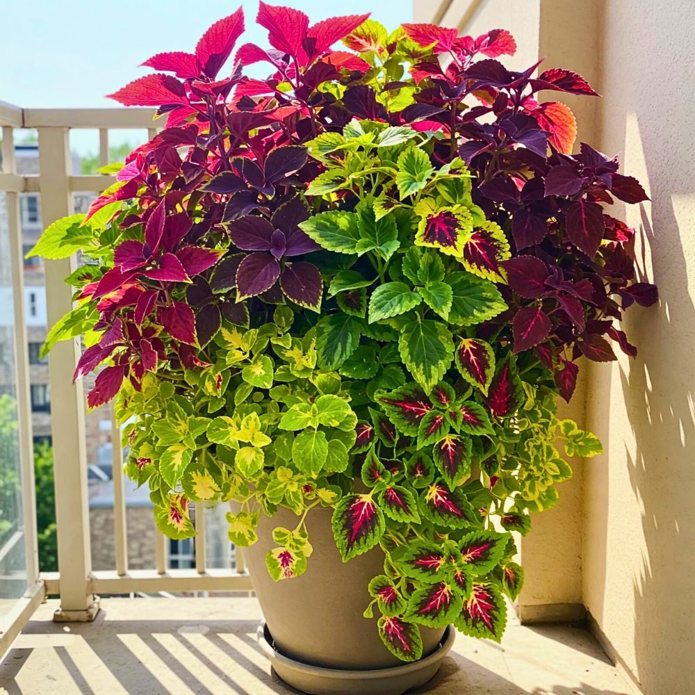 Coleus Aptly Captures the Very Essence of Crimson Nocturne - Thursd Floral Trend Color Article