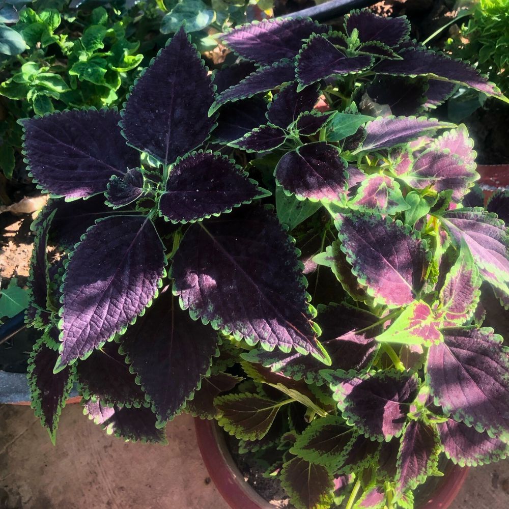 Coleus Aptly Captures the Very Essence of Crimson Nocturne - Thursd Floral Trend Color Article