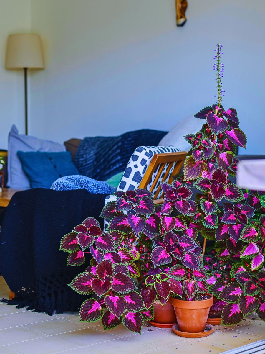 Coleus Aptly Captures the Very Essence of Crimson Nocturne - Thursd Floral Trend Color Article