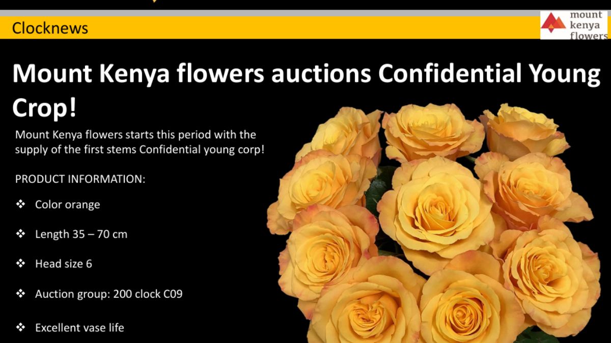 Fresco Flowers Rose Confidential Fresco Flowers Rose Confidential