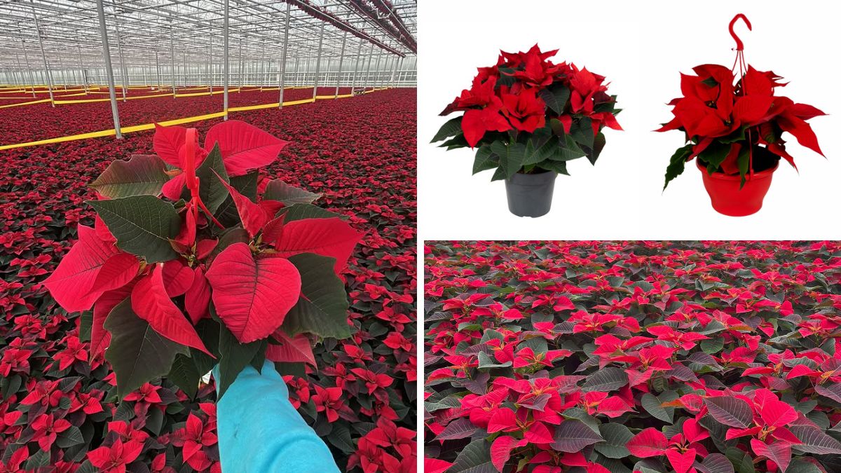 Poinsettia 17 CM and  20 CM Van den Berg Est BV Poinsettia 17 CM and  20 CM Van den Berg Est BV