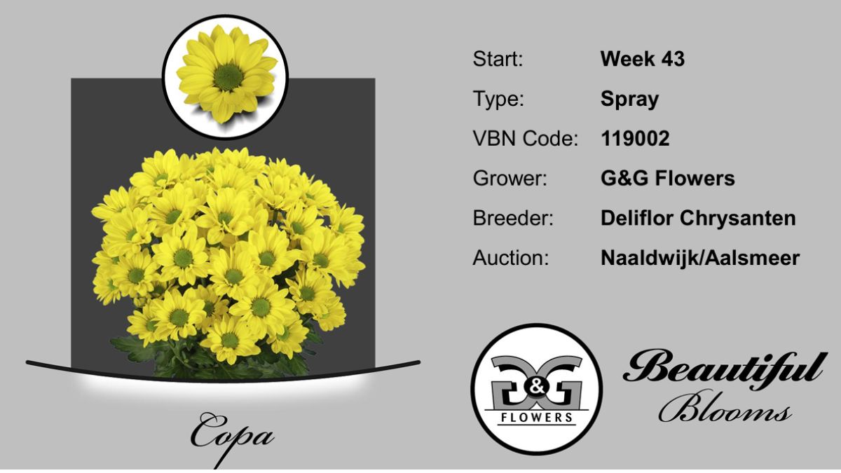 G&G Flowers Chrysanthemum Copa G&G Flowers Chrysanthemum Copa