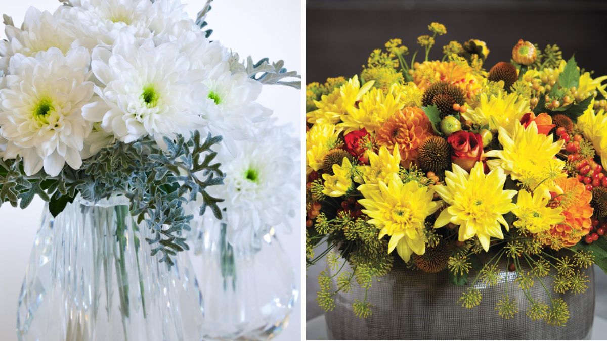 Chrysanthemum Baltica and Baltica Yellow by Kreling Chrysanten Chrysanthemum Baltica and Baltica Yellow by Kreling Chrysanten