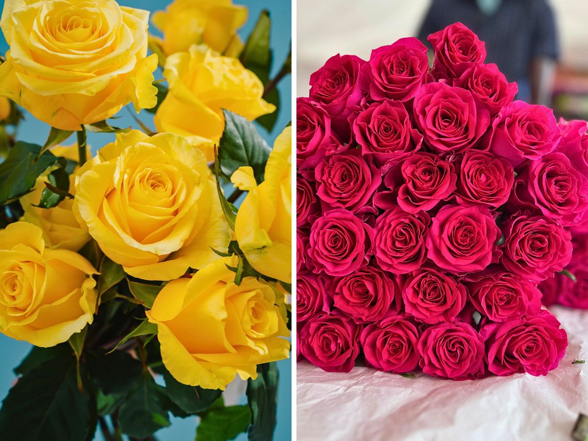 Varieties from United Selections Breeders United Selections, Könst Alstroemeria, and Icon Selections partner to bring you the most diverse floral showcase at the IFTF 2025.