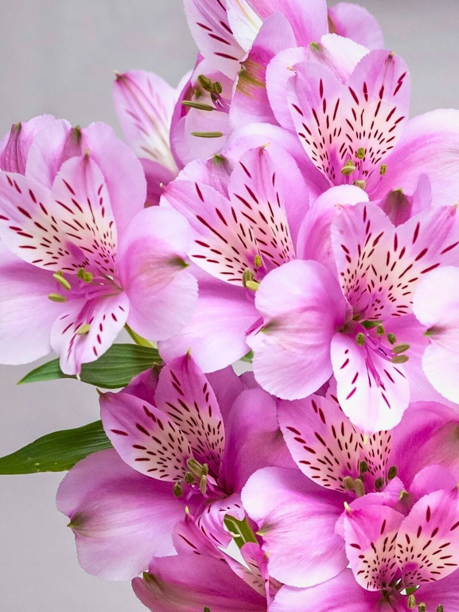 Alstroemeria Mila Breeders United Selections, Könst Alstroemeria, and Icon Selections partner to bring you the most diverse floral showcase at the IFTF 2025.