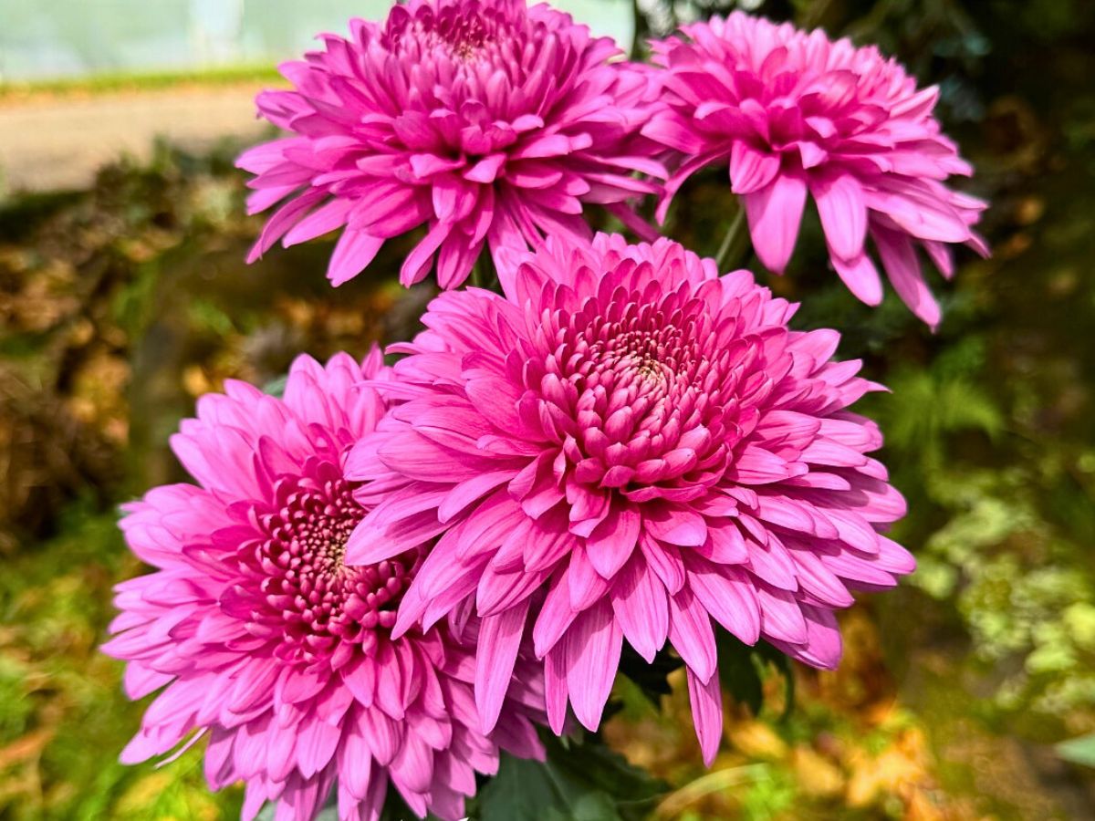 Chrysanthemum Fonda Breeders United Selections, Könst Alstroemeria, and Icon Selections partner to bring you the most diverse floral showcase at the IFTF 2025.