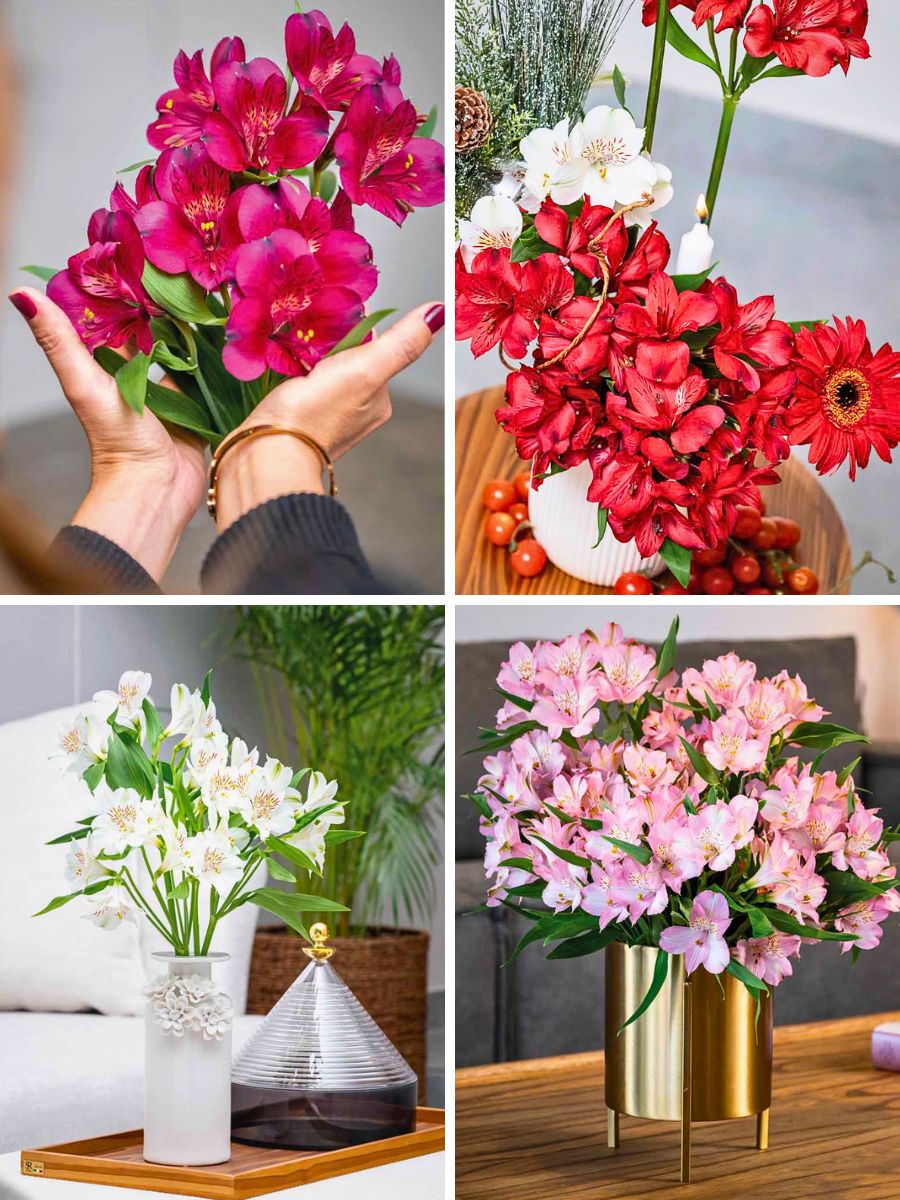 Varieties from Konst Alstroemeria Breeders United Selections, Könst Alstroemeria, and Icon Selections partner to bring you the most diverse floral showcase at the IFTF 2025.