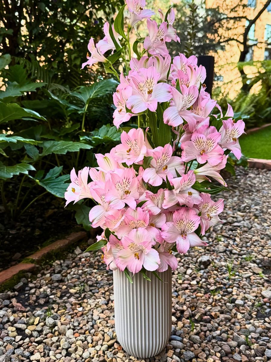 Alstroemeria Dubai Breeders United Selections, Könst Alstroemeria, and Icon Selections partner to bring you the most diverse floral showcase at the IFTF 2025.