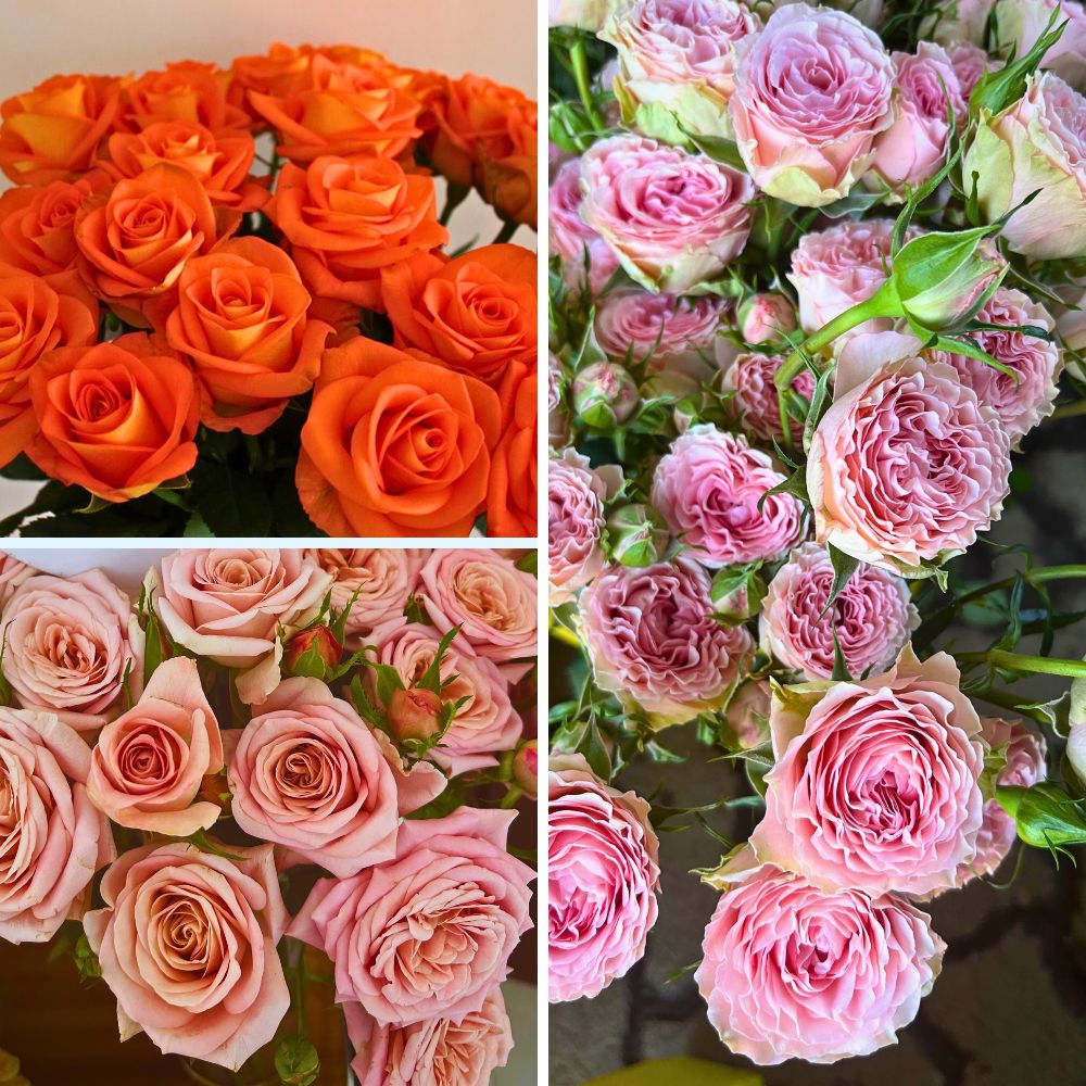 United Selections varieties Breeders United Selections, Könst Alstroemeria, and Icon Selections partner to bring you the most diverse floral showcase at the IFTF 2025.