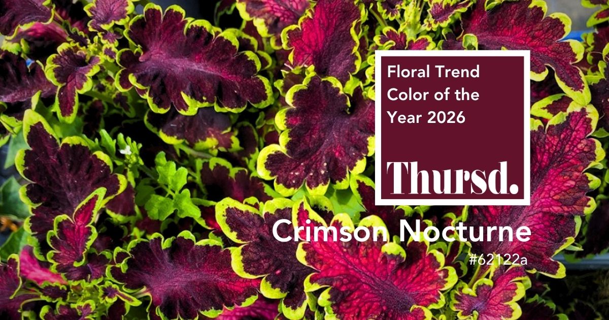 Coleus Aptly Captures the Very Essence of Crimson Nocturne - Thursd Floral Trend Color Article