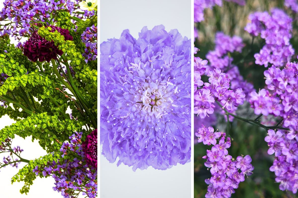 Flowers From Danziger Talking Feelings Louder Than Words