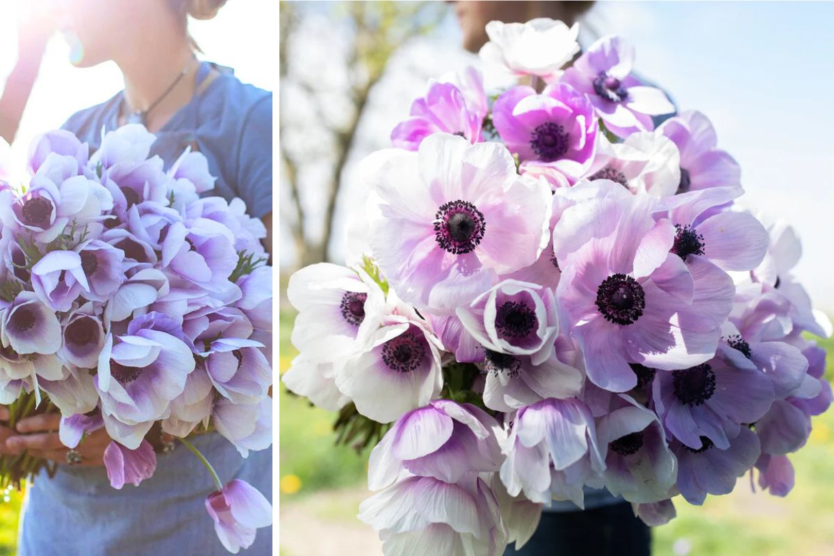 Anemone Jerusalem by Floret Bred by Danziger Speaking Louder Than Words Anemone Jerusalem by Floret Bred by Danziger Speaking Louder Than Words