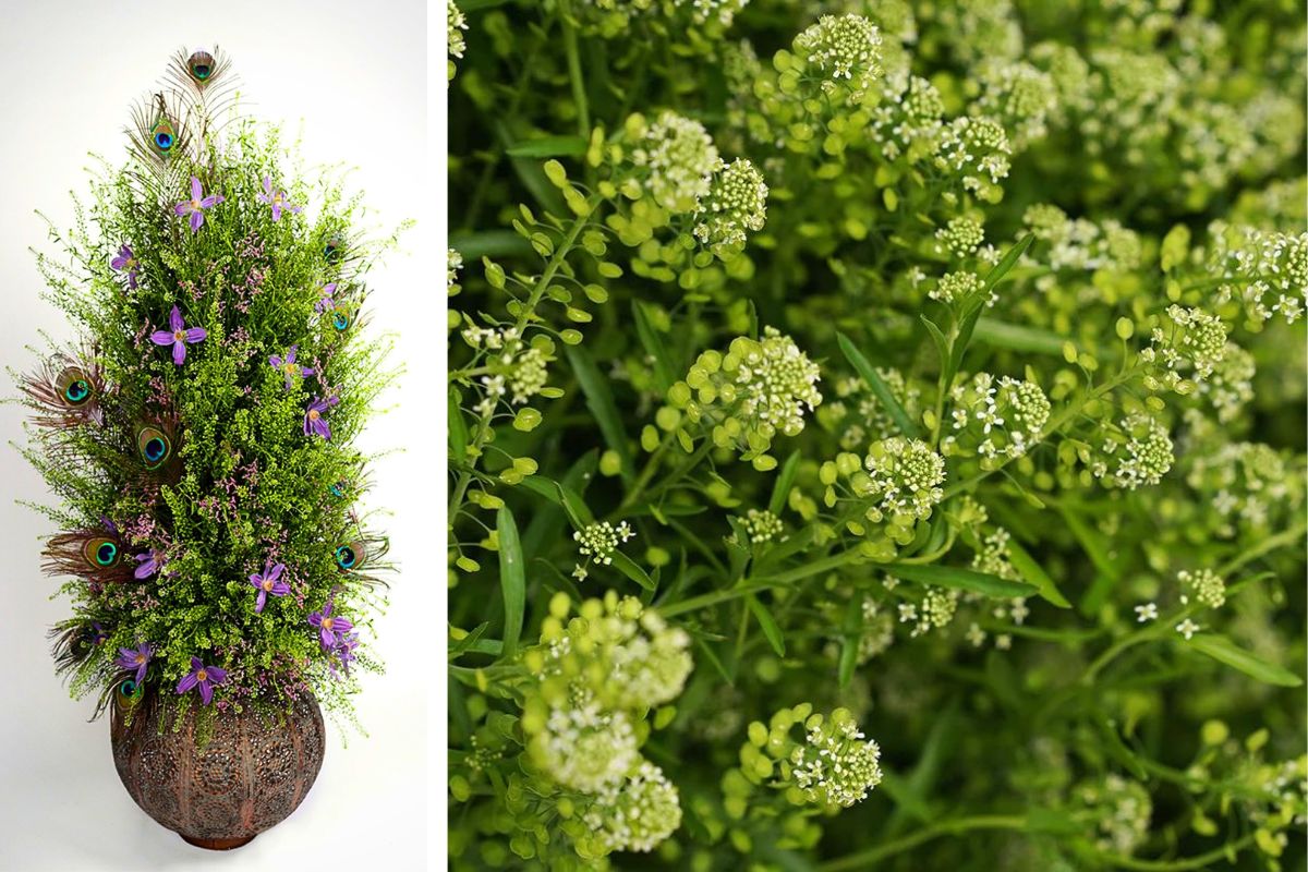 Green Dragon From Danziger Talking Feelings Louder Than Words by Mike Boerma Green Dragon From Danziger Talking Feelings Louder Than Words by Mike Boerma