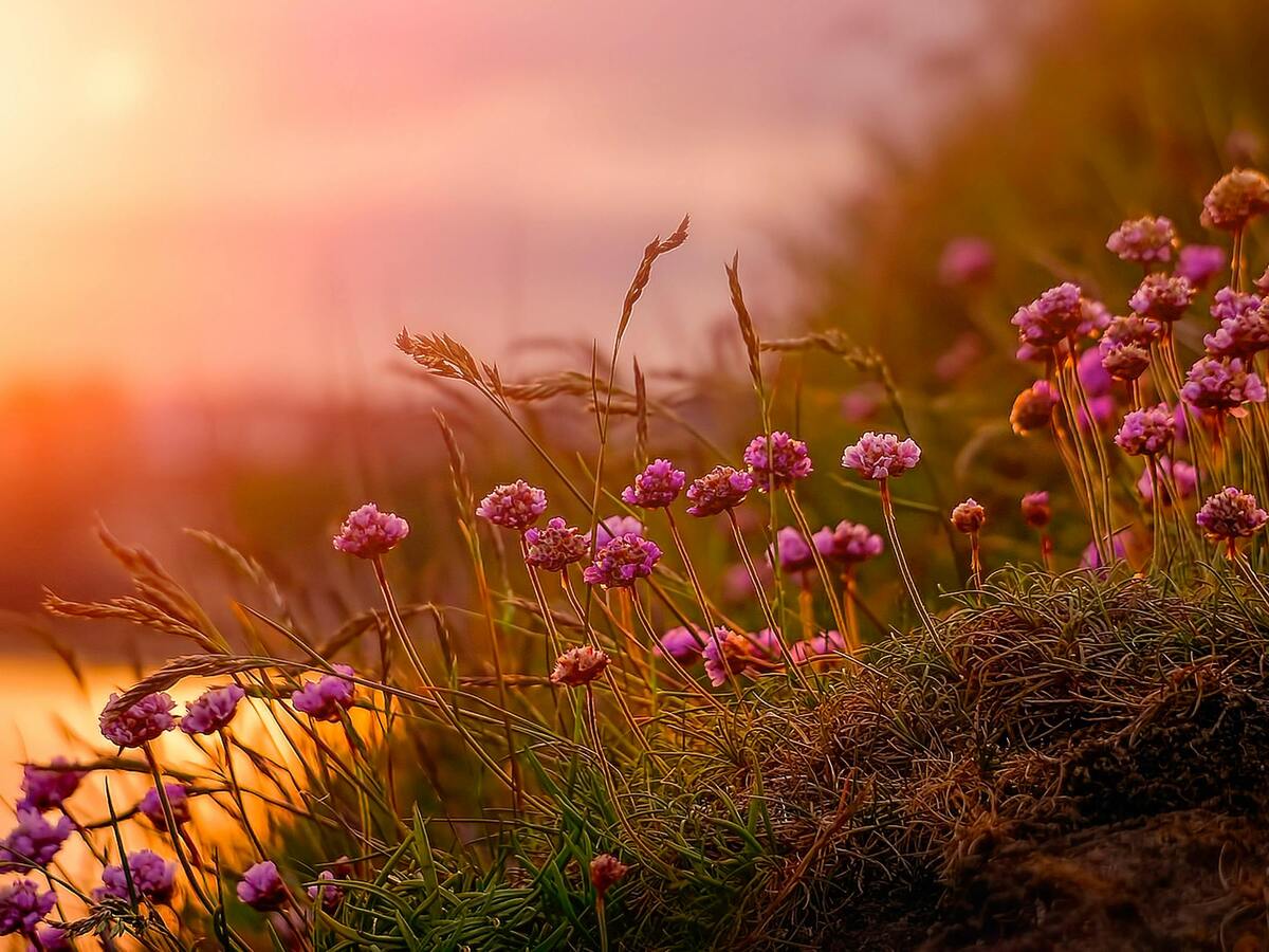 Pink flowers glowing at warm sunset Pink flowers glowing at warm sunset