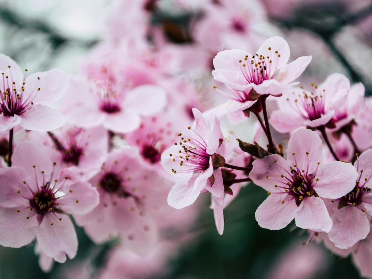 Close-up shot of pink cherry blossoms Close-up shot of pink cherry blossoms