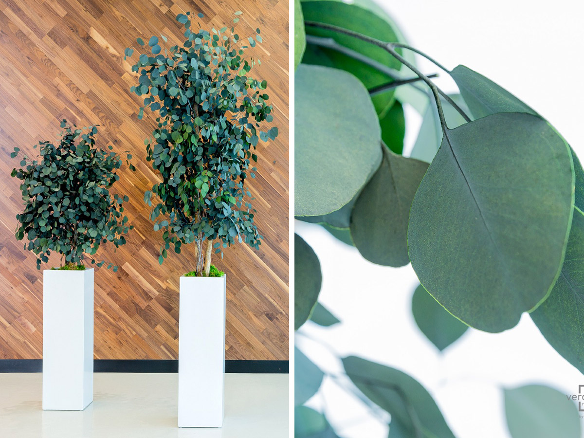 Verdissimo preserved flowers introduction eucalyptus tree Verdissimo preserved flowers introduction eucalyptus tree