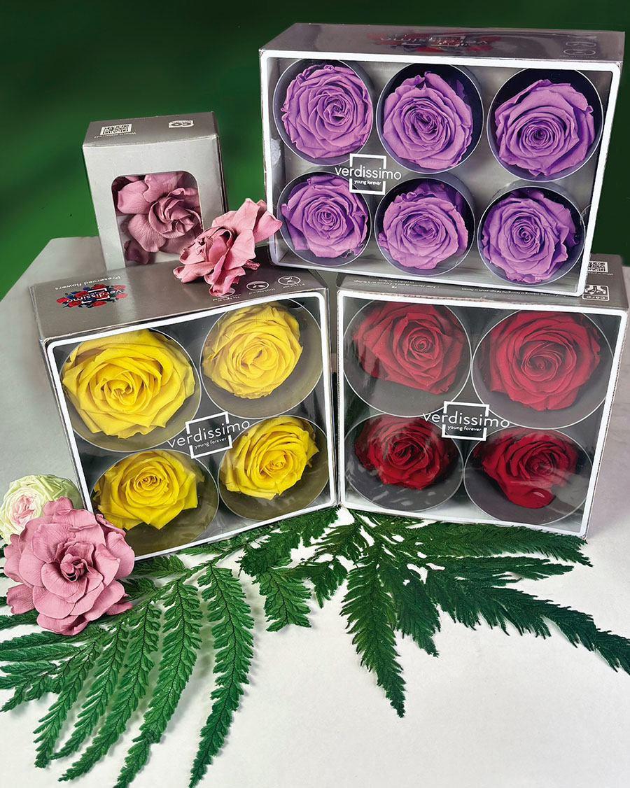Verdissimo preserved flowers introduction mixed roses Verdissimo preserved flowers introduction mixed roses