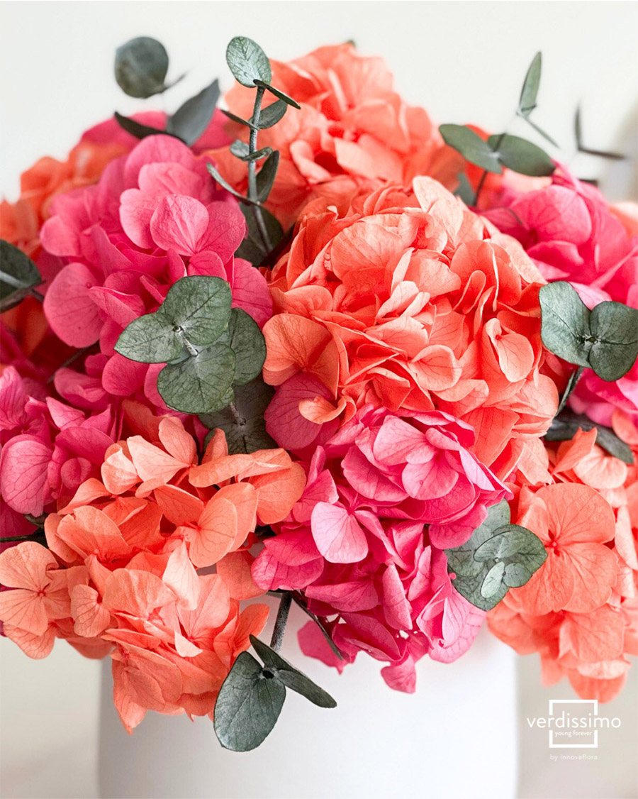 Verdissimo preserved flowers introduction pink hydrangeas Verdissimo preserved flowers introduction pink hydrangeas