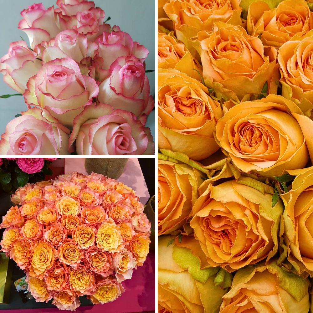 Fontana's roses Fontana Brings Premium Flowers and Kenyan Floriculture Mastery to IFTF 2025