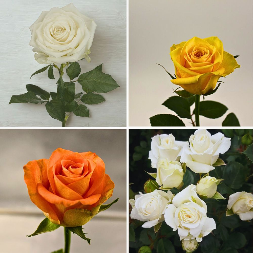 Varieties from United Selections Breeders United Selections, Könst Alstroemeria, and Icon Selections partner to bring you the most diverse floral showcase at the IFTF 2025.