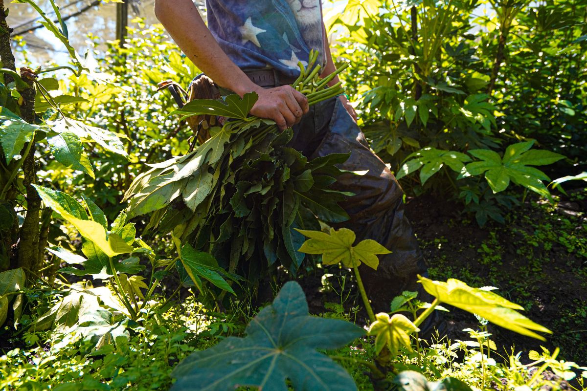 Best quality greens grown in Guatemala Best quality greens grown in Guatemala