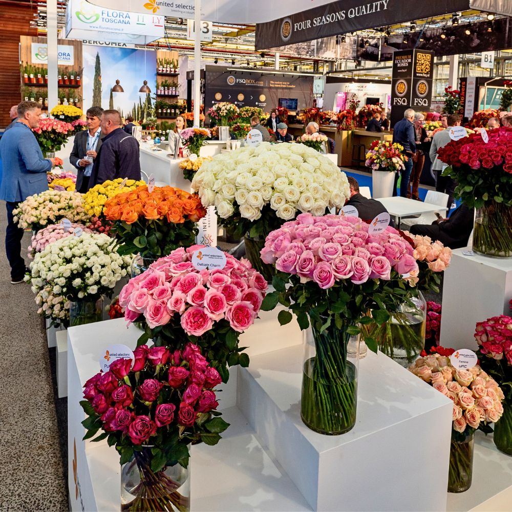Rose breeder United Selections and partner breeders at the IFTF Breeders United Selections, Könst Alstroemeria, and Icon Selections partner to bring you the most diverse floral showcase at the IFTF 2025.