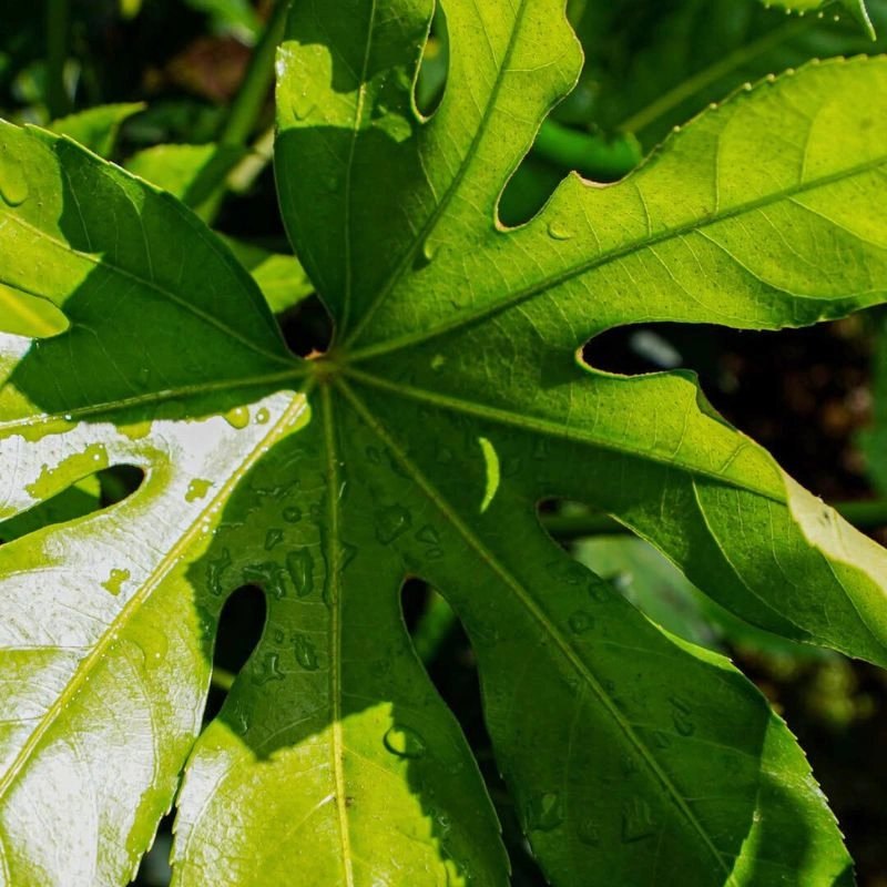 Aralia leaf green