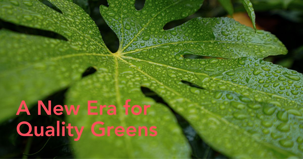 Aralia with water drops