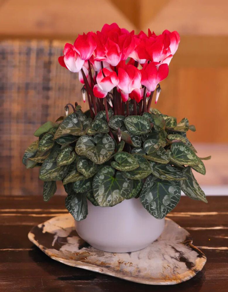 MIDI+INDIAKA Red by Morel