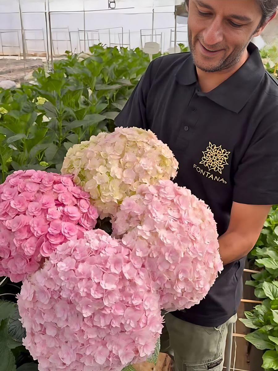 Hydrangea Fontana Brings Premium Flowers and Kenyan Floriculture Mastery to IFTF 2025