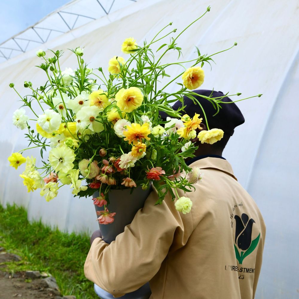 Ranunculus Butterfly grown at Black Tulip Group Black Tulip Group